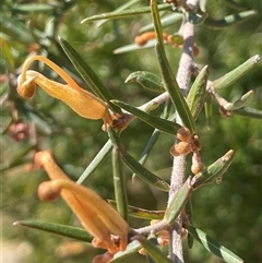 Grevillea juniperina (Grevillea) at Oallen, NSW - 13 Sep 2024 by JaneR