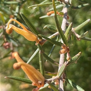 Grevillea juniperina at Oallen, NSW - 13 Sep 2024