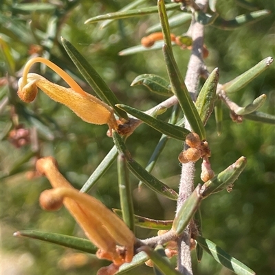 Grevillea juniperina (Grevillea) at Oallen, NSW - 13 Sep 2024 by JaneR