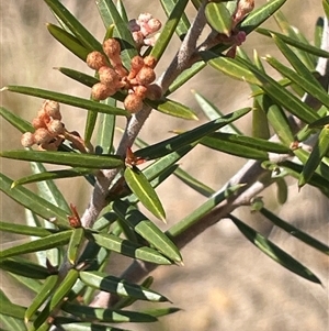 Grevillea juniperina at Oallen, NSW - 13 Sep 2024