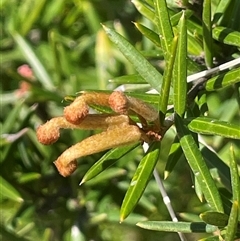 Grevillea juniperina at Oallen, NSW - 13 Sep 2024