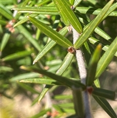 Grevillea juniperina at Oallen, NSW - 13 Sep 2024