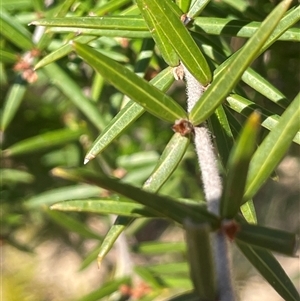 Grevillea juniperina at Oallen, NSW - 13 Sep 2024