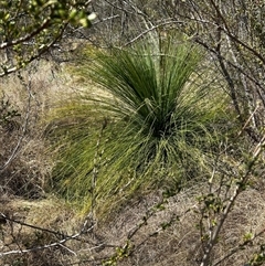 Xanthorrhoea glauca subsp. angustifolia (Grey Grass-tree) at Strathnairn, ACT - 14 Sep 2024 by Rebeccaryanactgov