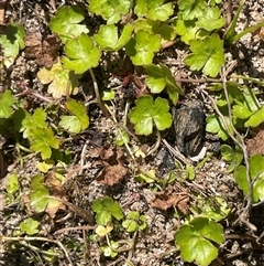 Hydrocotyle rivularis (A Pennywort) at Oallen, NSW - 13 Sep 2024 by JaneR