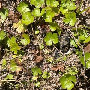 Hydrocotyle rivularis at Oallen, NSW - 13 Sep 2024