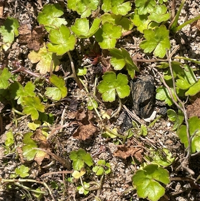 Hydrocotyle rivularis (A Pennywort) at Oallen, NSW - 13 Sep 2024 by JaneR