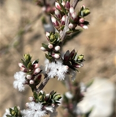 Styphelia attenuatus (Small-leaved Beard Heath) at Oallen, NSW - 13 Sep 2024 by JaneR