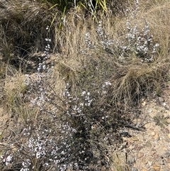 Styphelia attenuatus at Oallen, NSW - 13 Sep 2024