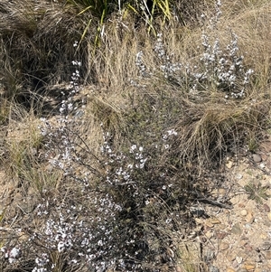 Styphelia attenuata at Oallen, NSW - 13 Sep 2024