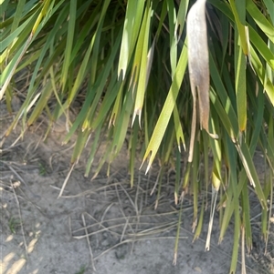 Lomandra longifolia at Oallen, NSW - 13 Sep 2024 11:30 AM