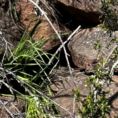 Egernia cunninghami (Cunningham's Skink) at Strathnairn, ACT - 14 Sep 2024 by Rebeccaryanactgov