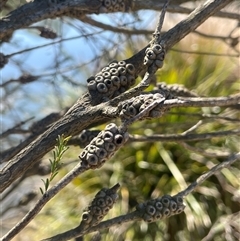 Melaleuca parvistaminea at Oallen, NSW - 13 Sep 2024