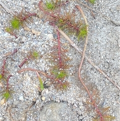 Myriophyllum sp. (Water-milfoil) at Oallen, NSW - 13 Sep 2024 by JaneR