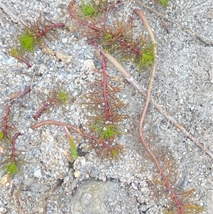 Myriophyllum sp. at Oallen, NSW - 13 Sep 2024