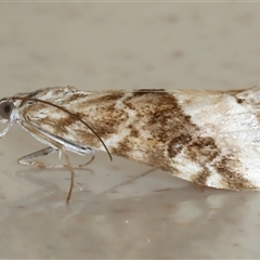 Hellula hydralis (Cabbage Centre Moth) at Rosedale, NSW - 9 Sep 2024 by jb2602