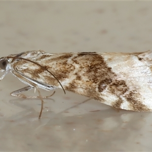 Hellula hydralis at Rosedale, NSW - 9 Sep 2024 01:36 PM