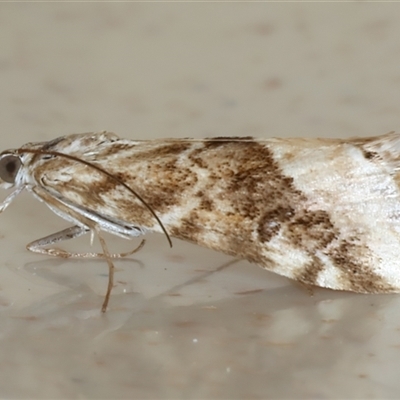 Hellula hydralis (Cabbage Centre Moth) at Rosedale, NSW - 9 Sep 2024 by jb2602