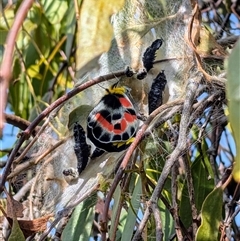 Delias harpalyce at Kambah, ACT - 14 Sep 2024 09:19 AM