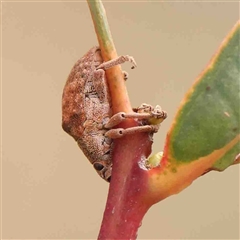 Gonipterus scutellatus (Eucalyptus snout beetle, gum tree weevil) at Gundaroo, NSW - 12 Sep 2024 by ConBoekel