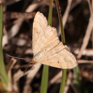 Scopula rubraria at Gundaroo, NSW - 12 Sep 2024