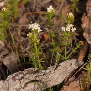 Asperula conferta at Gundaroo, NSW - 12 Sep 2024