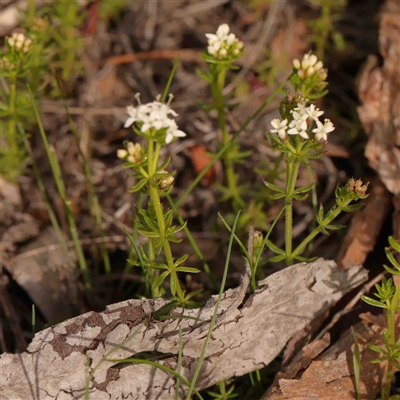 Asperula conferta (Common Woodruff) at Gundaroo, NSW - 12 Sep 2024 by ConBoekel