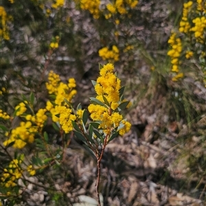 Acacia buxifolia subsp. buxifolia at Captains Flat, NSW - 14 Sep 2024 12:37 PM