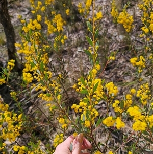 Acacia buxifolia subsp. buxifolia at Captains Flat, NSW - 14 Sep 2024