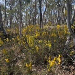 Acacia buxifolia subsp. buxifolia at Captains Flat, NSW - 14 Sep 2024 12:37 PM