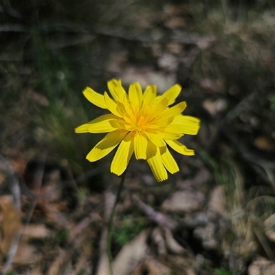 Microseris walteri (Yam Daisy, Murnong) at Captains Flat, NSW - 14 Sep 2024 by Csteele4