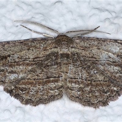 Ectropis (genus) (An engrailed moth) at Ainslie, ACT - 9 Sep 2024 by jb2602