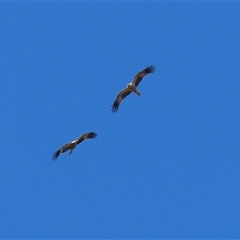 Haliastur sphenurus (Whistling Kite) at Fyshwick, ACT - 13 Sep 2024 by RodDeb