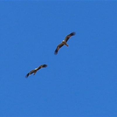 Haliastur sphenurus (Whistling Kite) at Fyshwick, ACT - 13 Sep 2024 by RodDeb