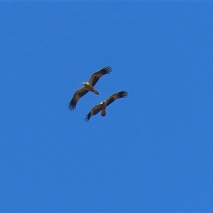 Haliastur sphenurus at Fyshwick, ACT - 13 Sep 2024