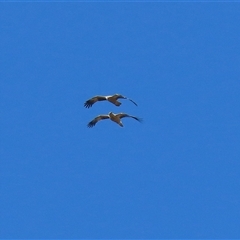 Haliastur sphenurus at Fyshwick, ACT - 13 Sep 2024