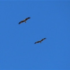 Haliastur sphenurus at Fyshwick, ACT - 13 Sep 2024