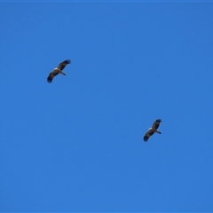 Haliastur sphenurus at Fyshwick, ACT - 13 Sep 2024