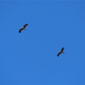 Haliastur sphenurus at Fyshwick, ACT - 13 Sep 2024