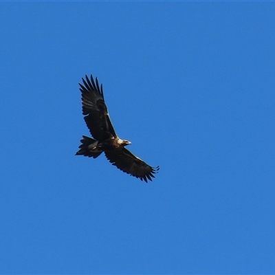 Aquila audax (Wedge-tailed Eagle) at Fyshwick, ACT - 13 Sep 2024 by RodDeb