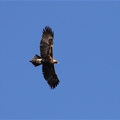 Aquila audax at Fyshwick, ACT - 13 Sep 2024