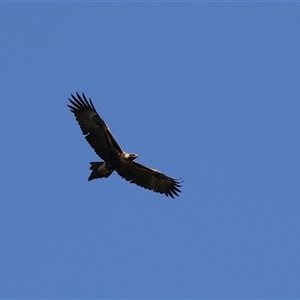 Aquila audax at Fyshwick, ACT - 13 Sep 2024