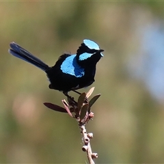 Malurus cyaneus (Superb Fairywren) at Fyshwick, ACT - 13 Sep 2024 by RodDeb