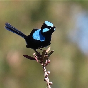 Malurus cyaneus at Fyshwick, ACT - 13 Sep 2024