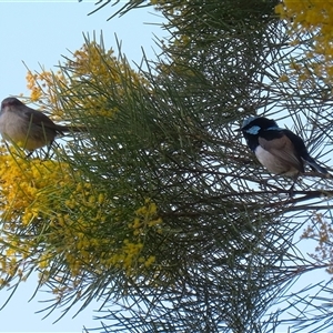 Malurus cyaneus at Fyshwick, ACT - 13 Sep 2024