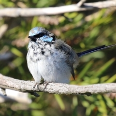 Malurus cyaneus at Fyshwick, ACT - 13 Sep 2024