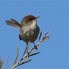 Malurus cyaneus at Fyshwick, ACT - 13 Sep 2024