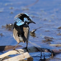 Malurus cyaneus at Fyshwick, ACT - 13 Sep 2024