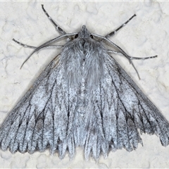 Cyneoterpna wilsoni (Cyneoterpna wilsoni) at Ainslie, ACT - 9 Sep 2024 by jb2602