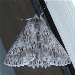 Cyneoterpna wilsoni at Ainslie, ACT - 9 Sep 2024